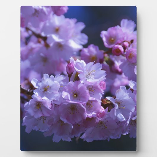 春が来ました！ フォトプラーク (正面)