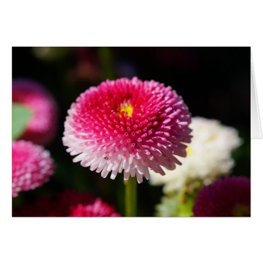 春が飛び出した！ (正面横)