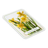 春が黄色い水仙のクローズアップ写真 マグネット (右側)