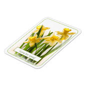 春が黄色い水仙のクローズアップ写真 マグネット (左側)