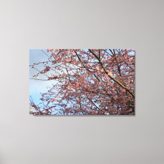 春さくらんぼの木の開花 キャンバスプリント (正面)