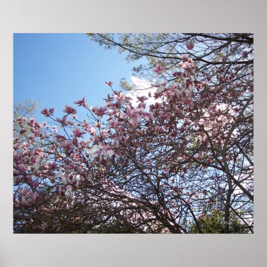 春さくらんぼの花 ポスター (正面)