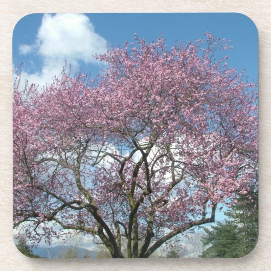 春さくらんぼ開花 コースター (正面)