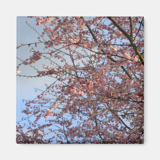 春さくらんぼ開花 マグネット (正面)