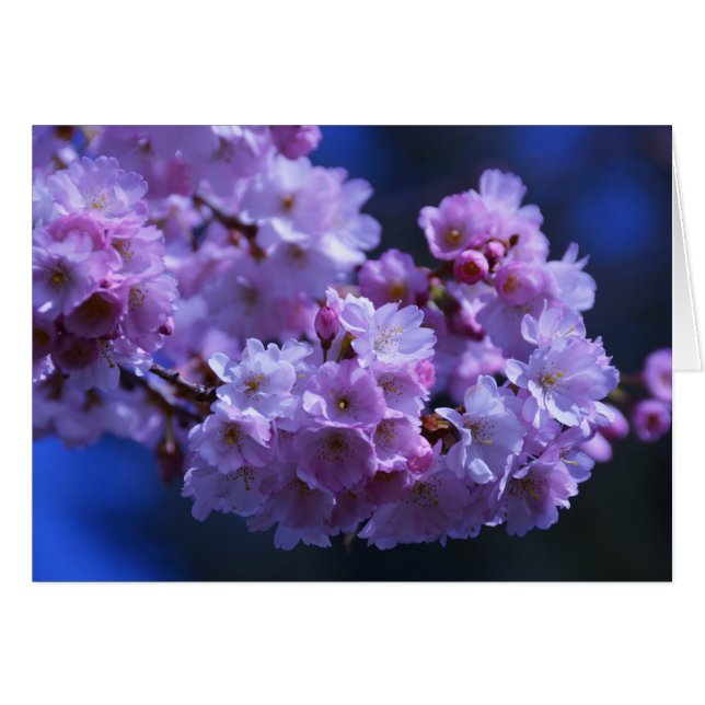 春だ！ (正面横)