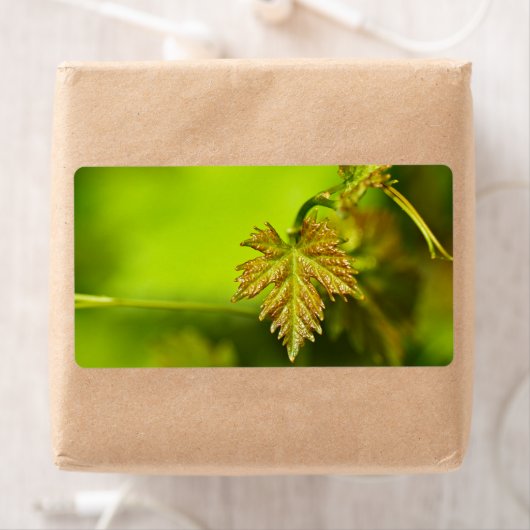 春つる植物離れ ラベル (インサイチュ)