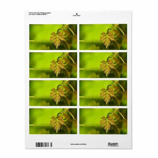 春つる植物離れ ラベル (フルシート)