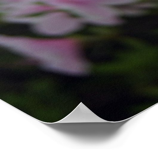 春にピンクのツツジ ポスター (角)