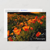 春に咲くオレンジ色のメキシコの金ゴールドのケシ ポストカード (正面/裏面)