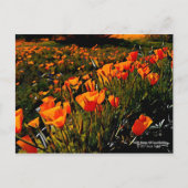 春に咲くオレンジ色のメキシコの金ゴールドのケシ ポストカード (正面)