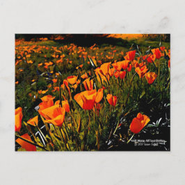 春に咲くオレンジ色のメキシコの金ゴールドのケシ ポストカード