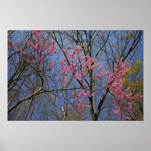 春に咲くセシス ポスター (正面)