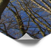 春に咲くセシス ポスター (角)