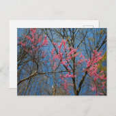 春に咲くセシス ポストカード (正面/裏面)