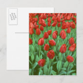 春に咲くチューリップの花畑 ポストカード (正面/裏面)