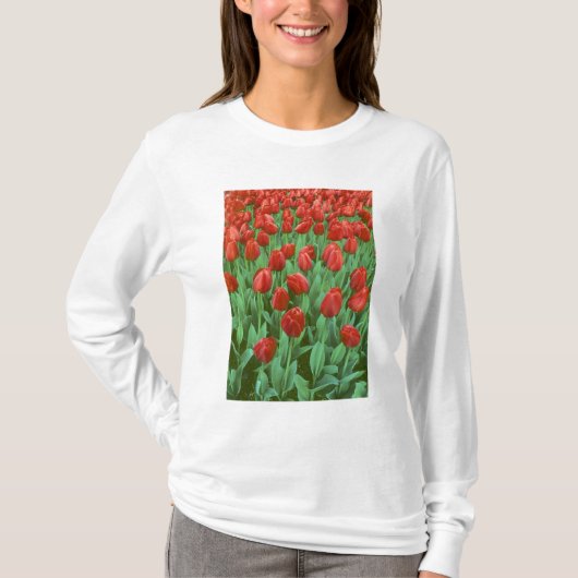 春に咲くチューリップの花畑 Tシャツ (正面)