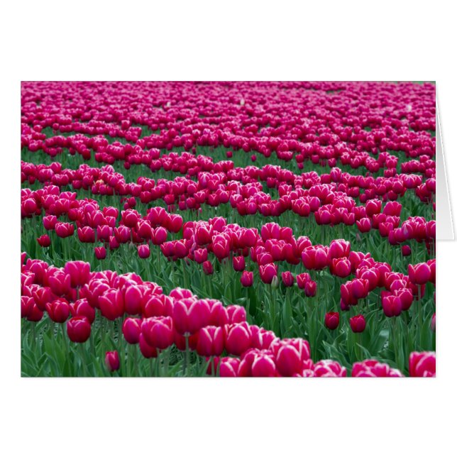 春に花を咲かせるチューリップの球根の庭を見せる (正面横)