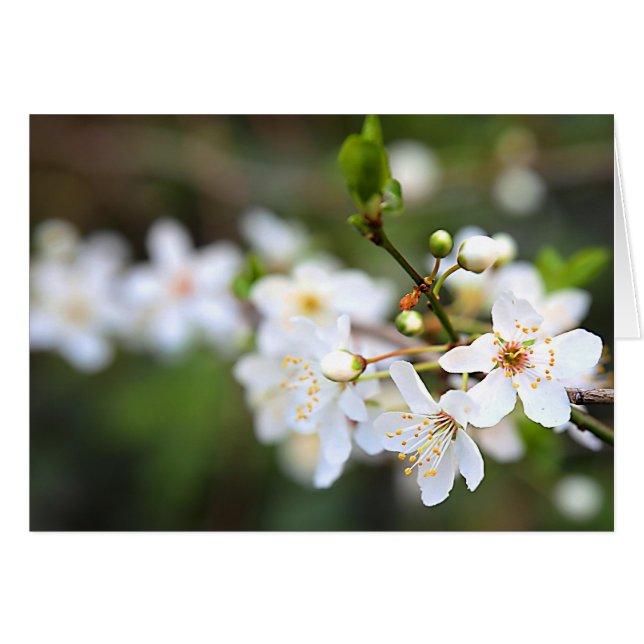 春のしぶき (正面横)