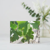 春のつる植物の若緑ぶどう ポストカード (スタンド正面)