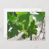 春のつる植物の若緑ぶどう ポストカード (正面/裏面)