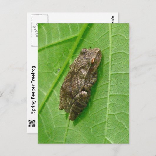 春ののぞき（偽名の十字架）ツリーフロッグのアイテム ポストカード (正面/裏面)