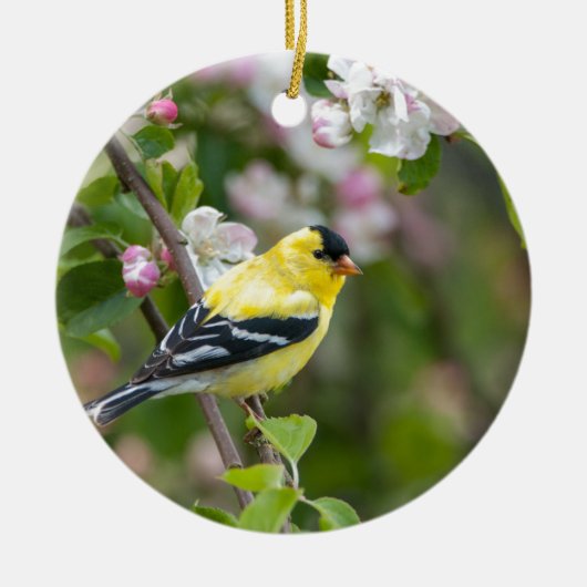 春のりんごの花を持つアメリカのGoldfinch セラミックオーナメント (正面)