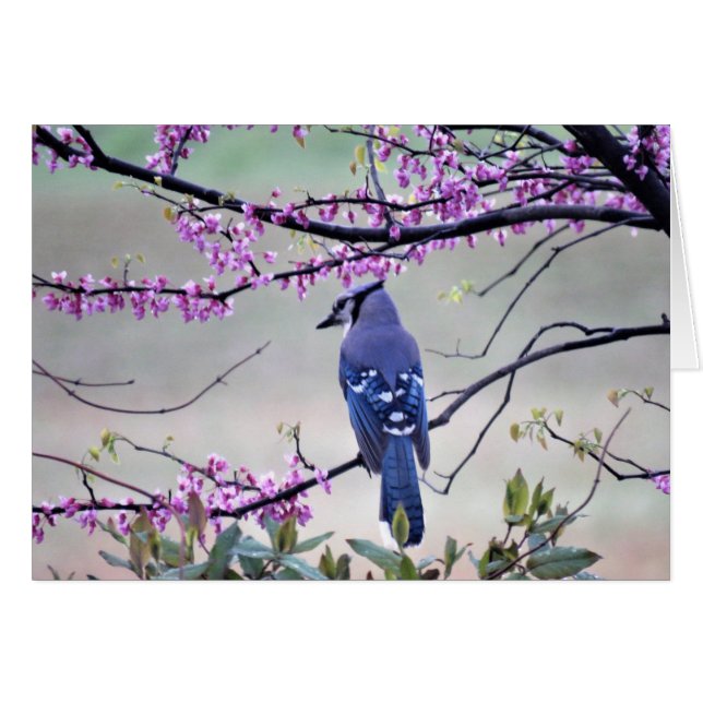 春のアオカケス (正面横)