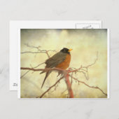 春のアメリカロビン ポストカード (正面/裏面)