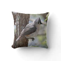 春のエボシガラ