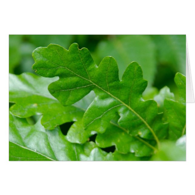 春のカシの葉 (正面横)