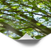 春のキャノピ葉ーグリーン自然シーン ポスター (コーナー)