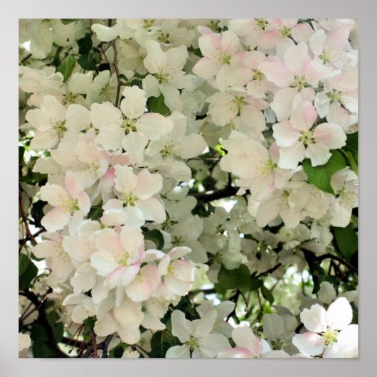 春のクラボルの花が咲き乱れる ポスター (正面)