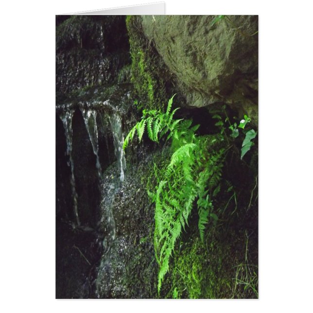 春のシダ (正面)