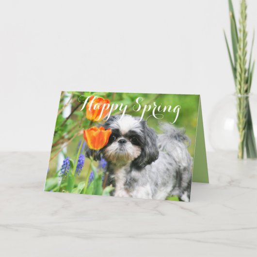 春のシーズン シー・ズー・ガール グリーティングカード シーズンカード (正面)