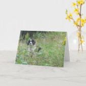 春のスパニエル犬、挨拶状 カード (黄色い花)