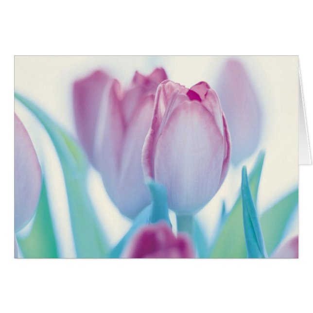 春のチューリップ (正面横)