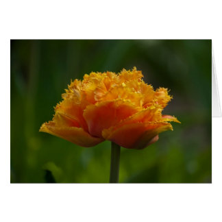 春のチューリップ