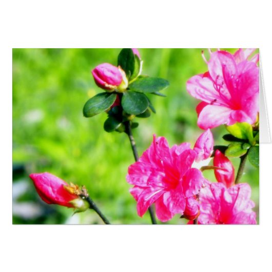 春のツツジ (正面横)