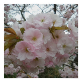 春のピンキーポスター ポスター