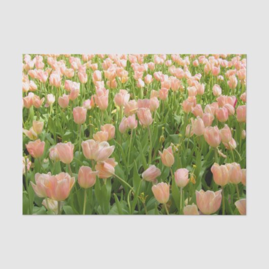 春のピンクのチューリップ ティシュペーパー 薄葉紙 (正面)