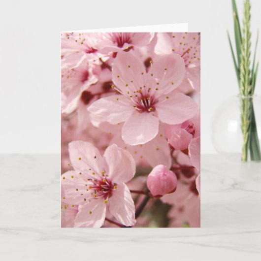 春のピンクの木の花の花の挨拶状 カード (正面)