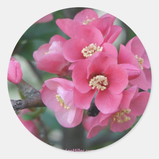 春のピンクの花咲くボケ ラウンドシール (正面)