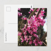 春のピンクの花 ポストカード (正面/裏面)
