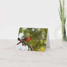 春のフロリダのカーディナル