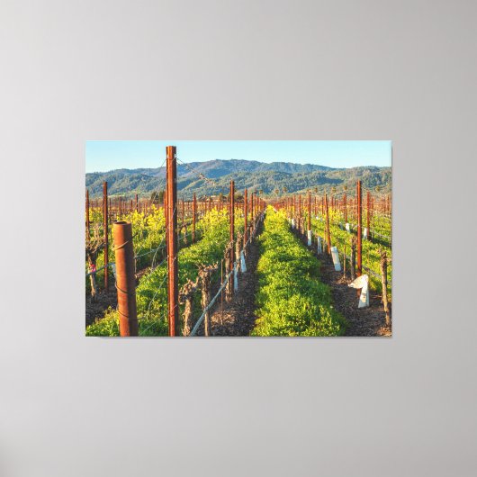 春のブドウ園 キャンバスプリント (正面)
