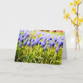 春のブドウ水仙 カード (黄色い花)