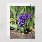 春のブルーギオシン ポストカード (正面/裏面)