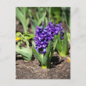春のブルーギオシン ポストカード (正面)