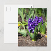 春のブルーゲオシン ポストカード (正面/裏面)