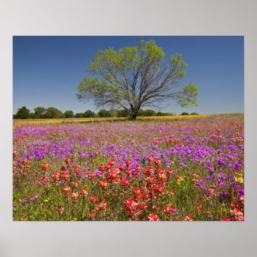 春のメスキートの木々は野草に生えていた。 ポスター (正面)